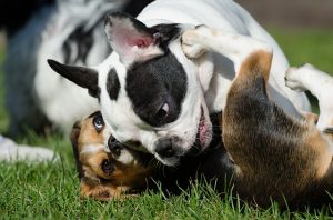 juego-perros-social